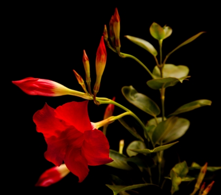 red  mandevilla (dipladenia), isolated on blackの写真素材
