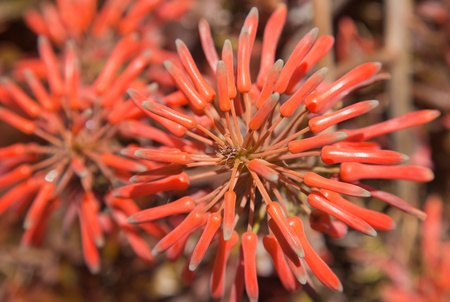 red-orange flower clusters of Aloe lateritiaの写真素材