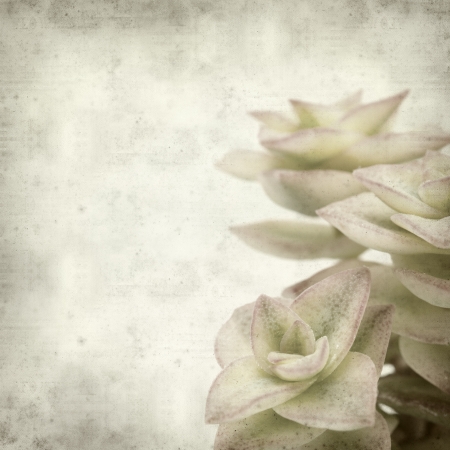 textured old paper background with echveriaの写真素材