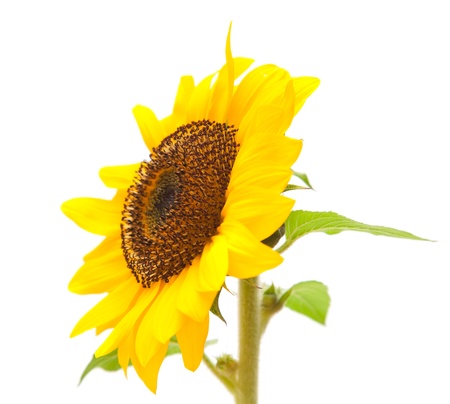 sunflower isolated on white backgroundの写真素材