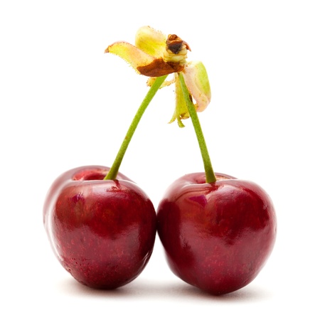 dark red cherry isolated on whiteの写真素材