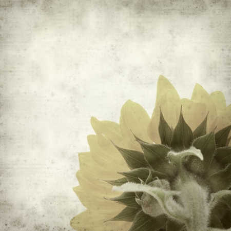 textured old paper background with yellow sunflowerの写真素材
