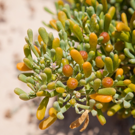 Zygophyllum fontanesii, の写真素材