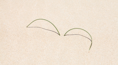 dunes abstract - small plant of Cyperus capitatus coming through the sandの写真素材