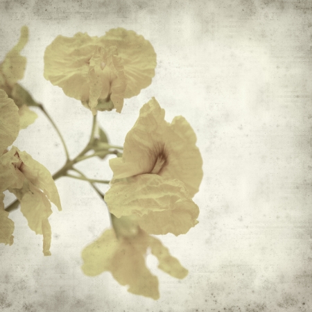 textured old paper background with yellow cassia flowersの写真素材