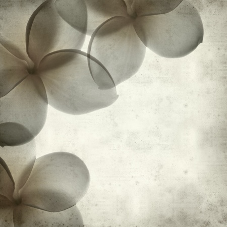 textured old paper background with frangipani flowerの写真素材