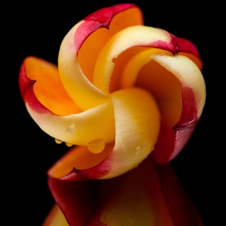 frangipani flower on black mirrorの写真素材