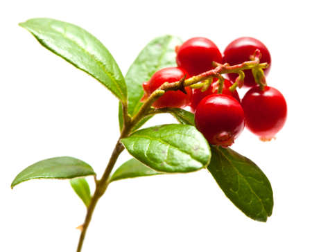 Vaccinium vitis-idaea,lingonberry branch with berries and leaves isolatedの写真素材
