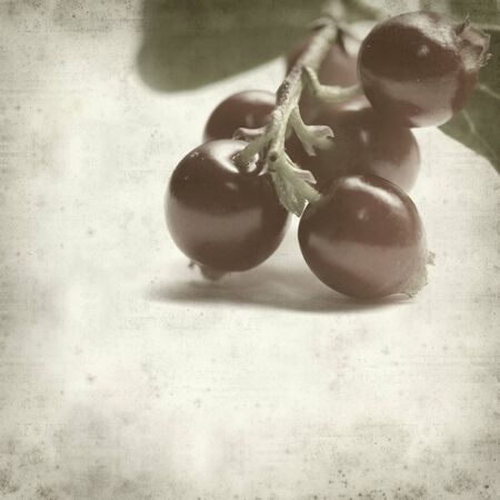 textured old paper background with Vaccinium vitis-idaea,lingonberry branch with berries and leaves の写真素材