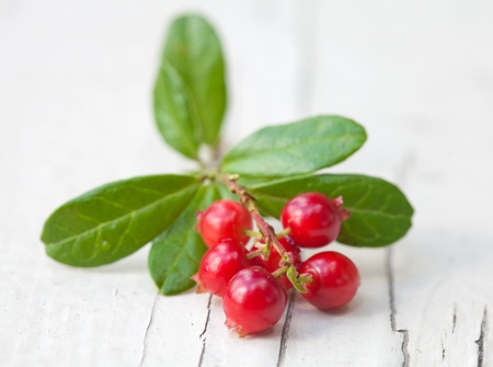 Vaccinium vitis-idaea,lingonberry on rough wooden surfaceの写真素材
