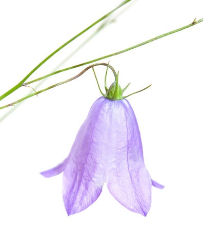 Campanula rotundifolia, harebell, isolated on whiteの写真素材