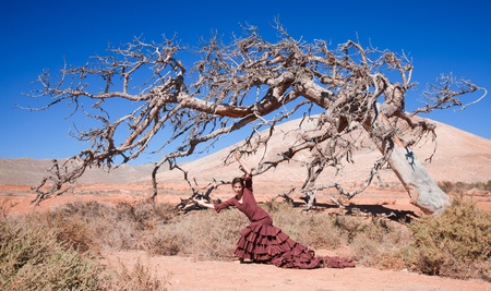 flamenco and a dead tree, art, life and deathの写真素材