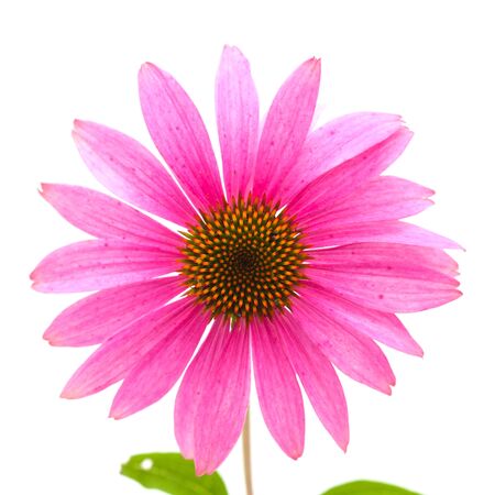 Echinacea isolated, previously classified as Rudbeckiaの写真素材