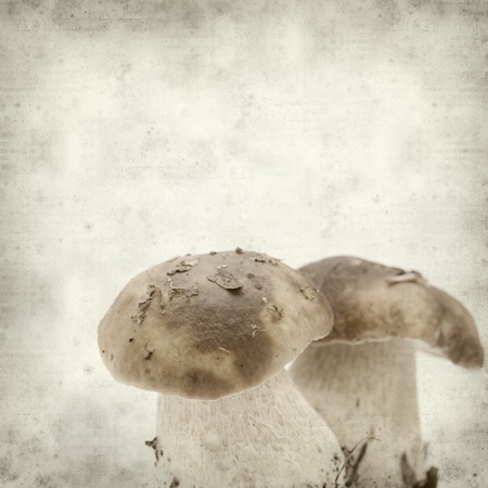 textured old paper background with twin porcino mushroomsの写真素材