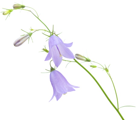 campanula, bellflower isolated on whiteの写真素材
