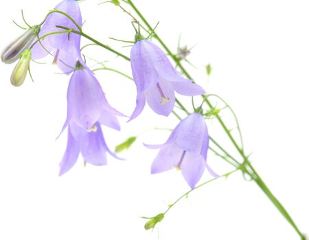 campanula, bellflower isolated on whiteの写真素材