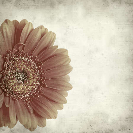 textured old paper background with gerberaの写真素材