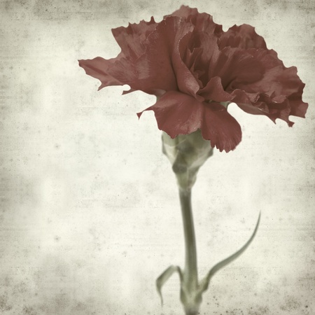 textured old paper background with carnationの写真素材