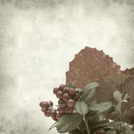textured old paper background with lingonberry and aspen leavesの写真素材