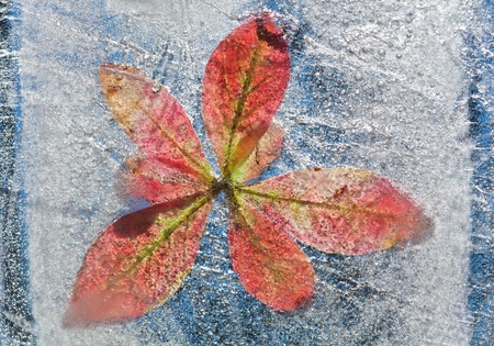 icy plants - flora frozen into ice, autumn changing into winter concept