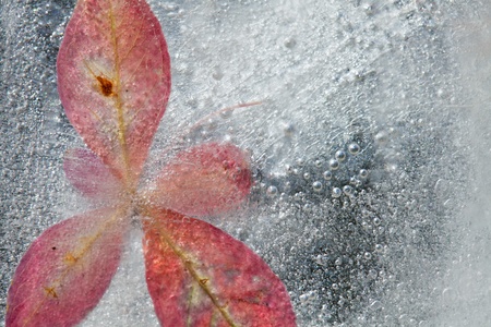 icy plants - flora frozen into ice, autumn changing into winter conceptの写真素材