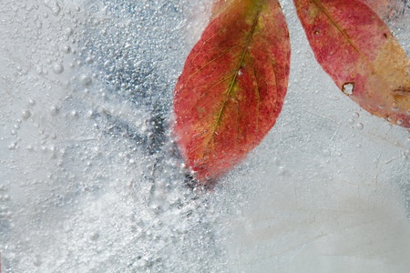 icy plants - flora frozen into ice, autumn changing into winter conceptの写真素材