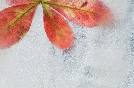 icy plants - flora frozen into ice, autumn changing into winter concept