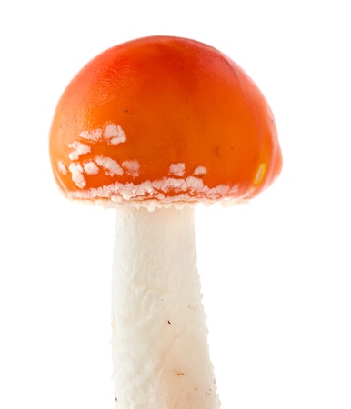 fly agarin isolated on white backgroundの写真素材