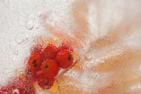 icy plants - plants frozen into ice, change of seasonsの写真素材