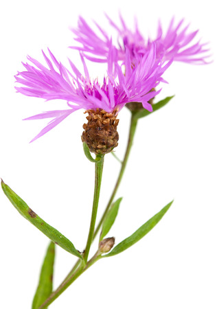 purple centaurea flowers isolated on white backgroundの写真素材