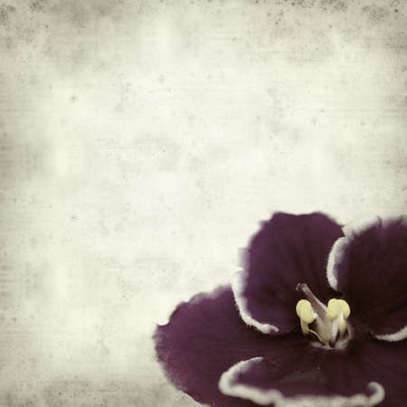 textured old paper background with dark purple african violet flowersの写真素材