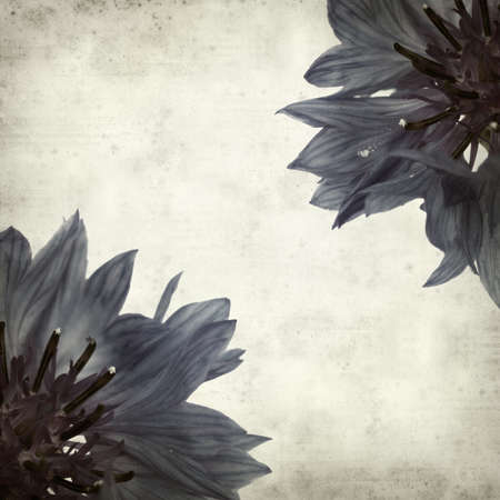 textured old paper background with cornflowerの写真素材