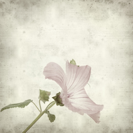 textured old paper background with pink Lavateraの写真素材