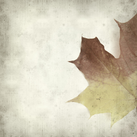 textured old paper background with maple leafの写真素材