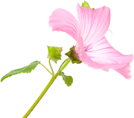 pink lavatera isolated on whiteの写真素材