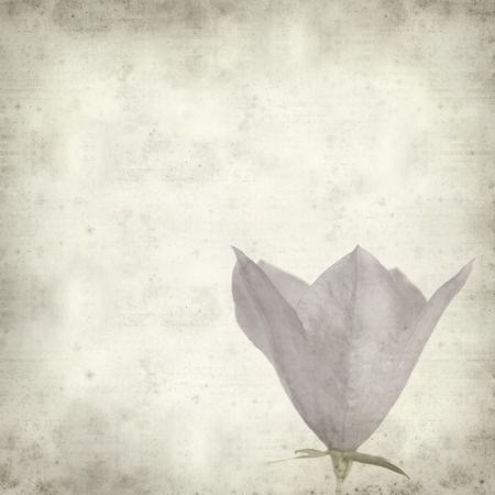textured old paper background with campanulaの写真素材