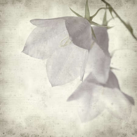 textured old paper background with campanulaの写真素材