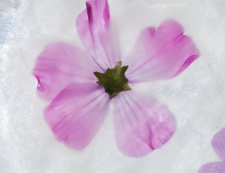 icy plants - bright autumnal plants frozen into ice, change of seasons conceptの写真素材