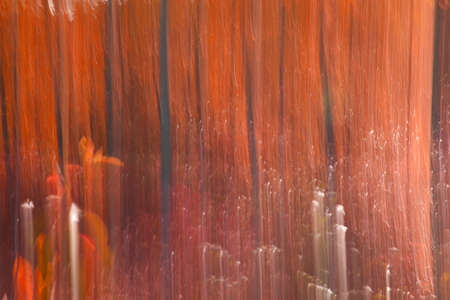 autumnal forest abstraction with camera motion