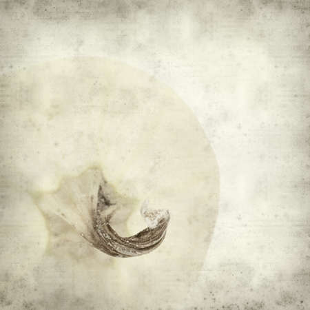 textured old paper background with squashの写真素材