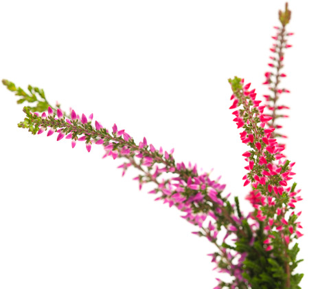 heather isolated on white backgroundの写真素材