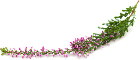 heather isolated on white backgroundの写真素材