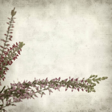 textured old paper background with heatherの写真素材