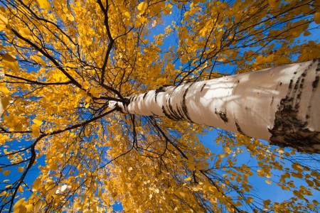wide-angle upwards shot of autumnal silver birchの写真素材