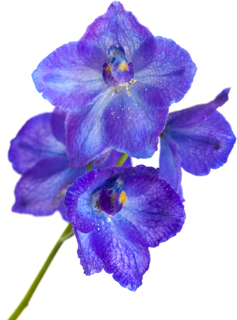 dark blue delphinium flower isolated on whiteの写真素材