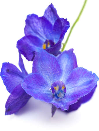 dark blue delphinium flower isolated on whiteの写真素材