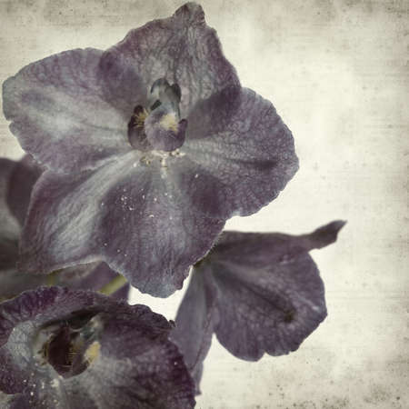 textured old paper background with delphiniumの写真素材
