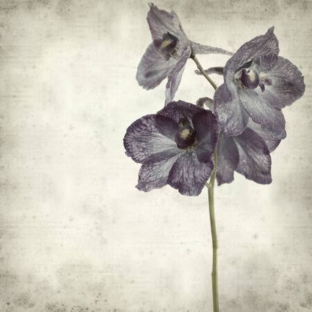 textured old paper background with delphiniumの写真素材