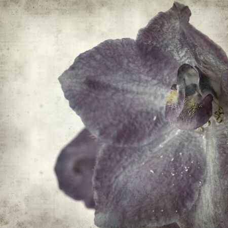 textured old paper background with delphiniumの写真素材