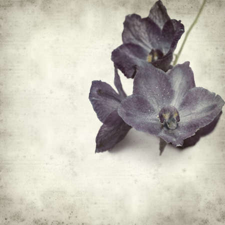 textured old paper background with delphiniumの写真素材